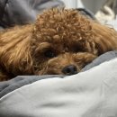 엘림동물병원 이미지