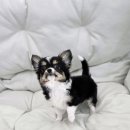 퍼피메이트 안심분양센터 동탄 강아지분양 이미지