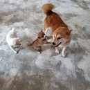 수원시바견 이미지