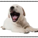 댕댕클라스 이미지