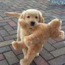 발편한동물병원 이미지