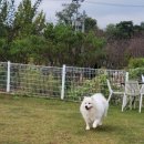 애견카페왕 이미지