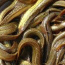 영양 추어탕 이미지