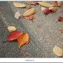 Fallen Leaves etc.. 이미지