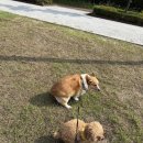 배곧 라레랑 애견미용실 후기 🐶✨