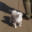 뿔난강아지 이미지