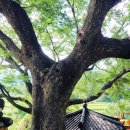 가야면 매안리 이미지