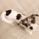 하운드민박 이미지