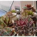 보우농장 이미지