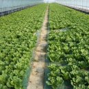 기운농장 이미지