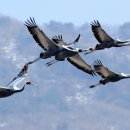 두루미202 이미지