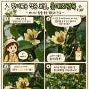 자생원 | 촛대초령목(Magnolia figo) – 은은한 바나나 향기를 품은 상록 목련