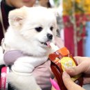 아이스팡팡 이미지
