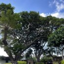 코나코코커피 이미지