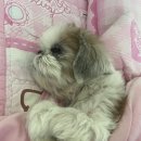 정아애견 이미지