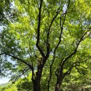 산돌배나무 이미지
