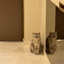 펫스티벌 | 식이알러지 아토피 고양이 건강검진 예약 - 일산 동물병원 펫스티벌 추천