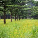 고담한정식 Daum카페