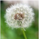 하얀민들레 이미지