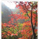 그리올라 이미지