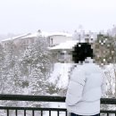 세븐일레븐 읍내점 | 여행] 비에이 버스 투어, 흰그림자 투어 이용 후기(흰수염 폭포, 탁신관, 준페이, 크리스마스 트리...