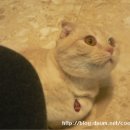 달곰달곰 이미지