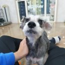 슈가슈