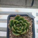 살구미농장 이미지