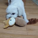 로이네 애견호텔 이미지