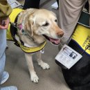 “수업 방해된다” 시각장애인 안내견 강의실 출입 막은 국립대 교수 ‘논란’ 이미지