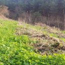 클로버농장 이미지