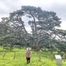 상주 상현리 반송 이미지