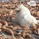 재롱이네 이미지