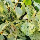 엔젤 식물원 이미지