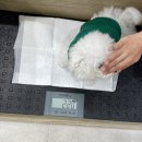 동물병원 다움 이미지