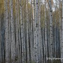 자작나무길펜션 이미지