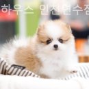 몽몽이하우스 인천연수점 이미지