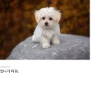 언니랑개 이미지