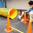 프랑소와펫 신세계대전점 이미지