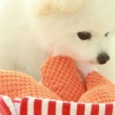 노즈노트
