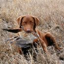 체사피크 베이 리트리버 (Chesapeake Bay Retriever ) 이미지