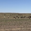 차강농장 이미지