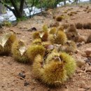 거야농장 이미지