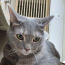 설이헤어라인 이미지