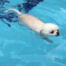 개들랜드 이미지