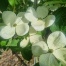 동양농장 이미지