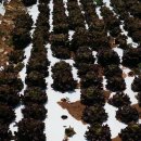 김상수 농장 이미지