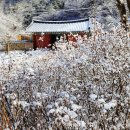 안천~용담 단풍나무길 | 겨울, 홍천 공작산 수타사, 겨울 숲이 건네는 고요한 위안