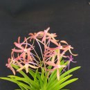 주홍농장 이미지