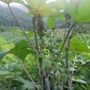 평지농장 이미지